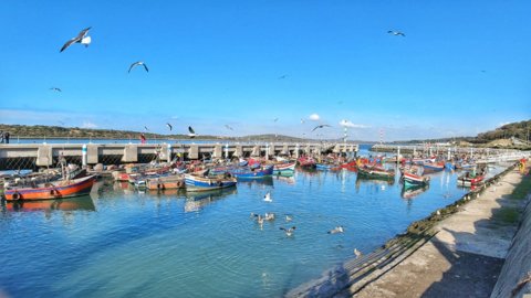 SIPPO and FENIP organized a videoconference on the Sustainability of fishery resources, Issues and Opportunities for Morocco