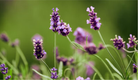 Natural Ingredients